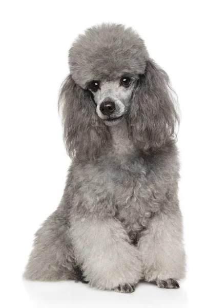 Retrato Poodle Cinza Sobre Fundo Branco Temas Animais — Fotografia de Stock
