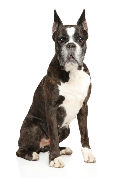 Boxer Dog Sits White Background Animal Themes — Stock Photo, Image