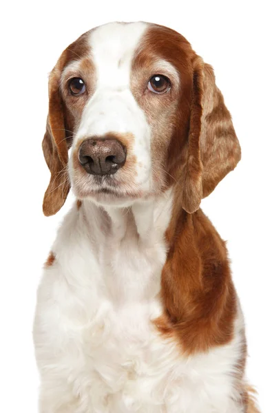 Retrato Springer Spaniel Galés Adulto Sobre Fondo Blanco Temas Animales — Foto de Stock