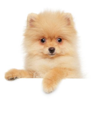 Pomeranian Spitz köpek yavrusu afişin üstünde, beyaz arka planda izole