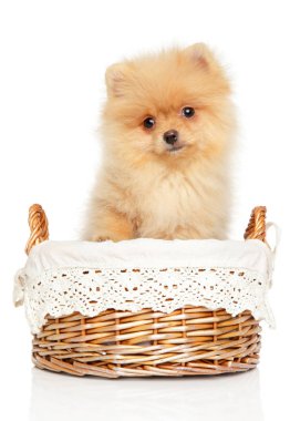 Büyüleyici Spitz köpek yavrusu sepet beyaz zemin üzerine oturmaktadır. Bebek hayvan tema, önden görünüm