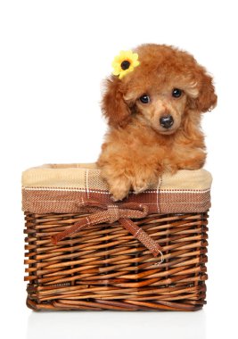 Hasır sepet içinde poz kırmızı oyuncak fino köpeği köpek yavrusu. Bebek hayvan tema. Bebek hayvan Tema