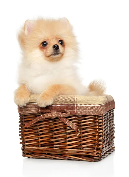 Pomeranian Spitz Wicker Basket Withe Background Baby Animal Theme — Stock Photo, Image