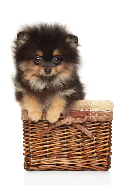 Adorable Cachorro Spitz Sentado Canasta Mimbre Sobre Fondo Blanco Tema — Foto de Stock