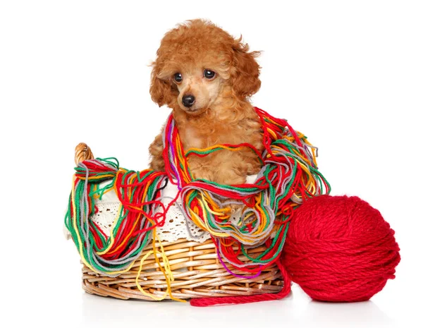 おもちゃのプードルの子犬は 白い背景にポーズのスレッドのボールと枝編み細工品バスケットに座っています 赤ちゃん動物をテーマ — ストック写真