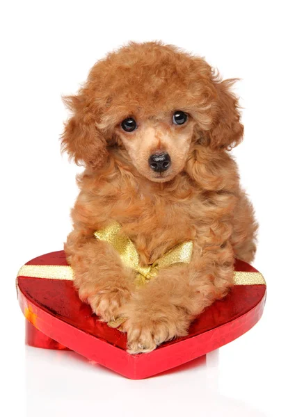 Toy Poodle Puppy Red Valentine Heart White Background Front View — Stock Photo, Image