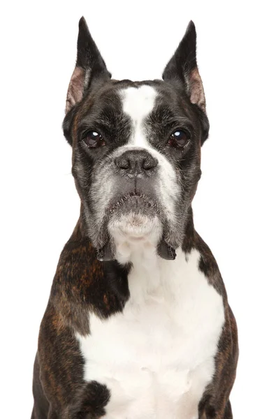 Cão Boxer Adulto Retrato Close Isolado Sobre Fundo Branco Temas — Fotografia de Stock