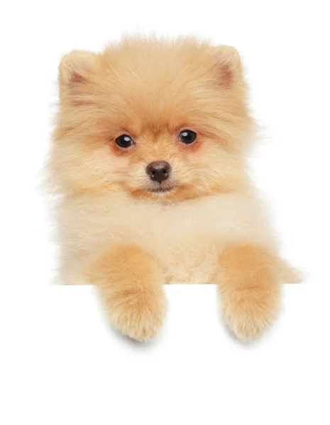 Närbild Pomeranian Spitz Ovan Banner Isolerad Vit Bakgrund — Stockfoto