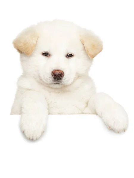 Close Portret Van Een Japanse Akita Pup Boven Banner Geïsoleerd — Stockfoto