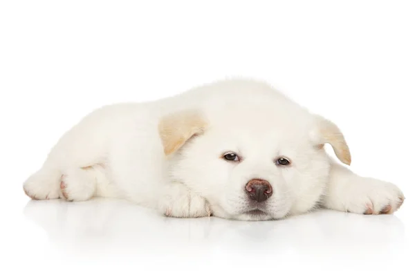 Japonês Branco Cor Akita Inu Cachorro Descansando Sobre Fundo Branco — Fotografia de Stock