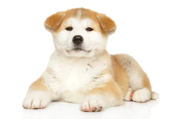 Japonês Akita Inu Cachorro Gracioso Deitado Fundo Branco — Fotografia de Stock