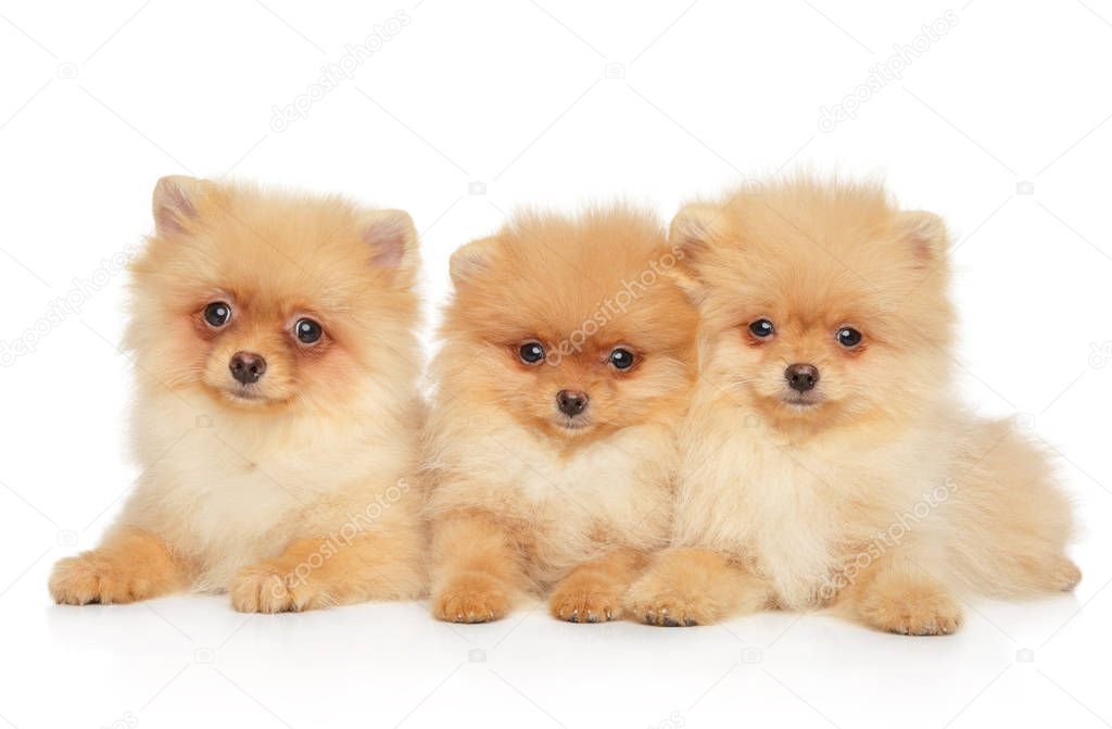Three Spitz dog puppies lie together on a white background. Baby animal theme, front view