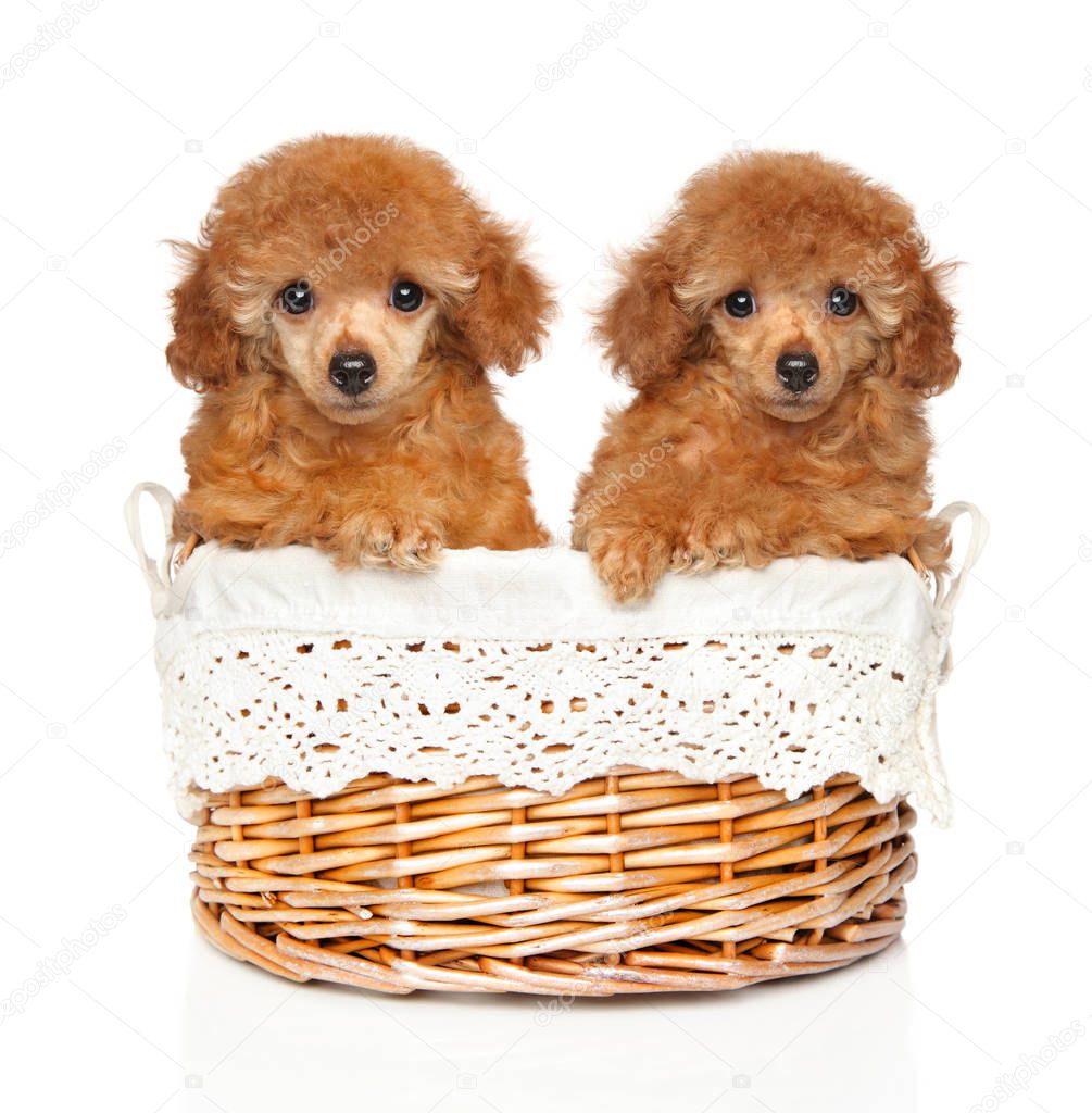 Two Toy Poodles of red color sits in a wicker basket on a white background. Baby animal theme, front view