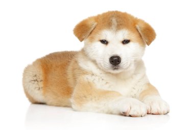 Beyaz arka plan üzerinde yalan Japon Akita Inu köpek yavrusu. Bebek hayvan Tema