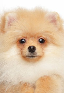 Close-up portrait of a Pomeranian Spitz puppy. Baby animal theme
