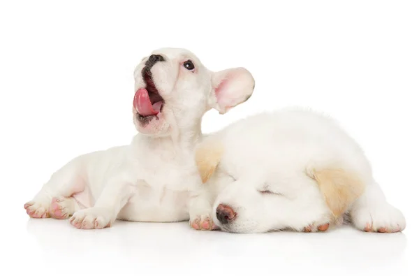 Két Barát Fehér Alapon Nyugvó Francia Bulldog Japán Akita Kölykök — Stock Fotó