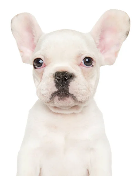 Retrato Cachorro Bulldog Francês Isolado Fundo Branco Tema Animal Bebê — Fotografia de Stock