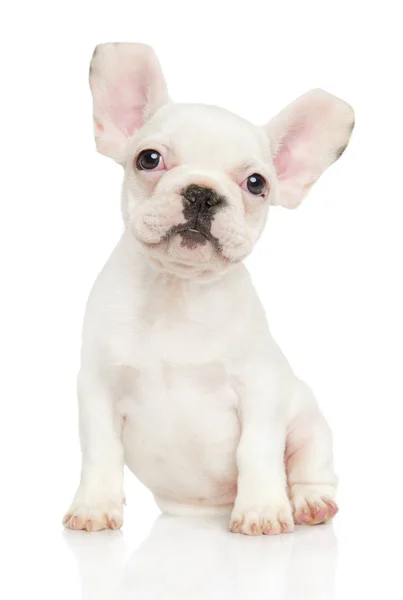 Blanco Bulldog Francés Cachorro Sienta Sobre Fondo Blanco Tema Bebé — Foto de Stock