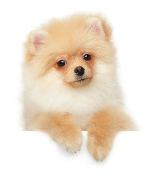 Pomeranian Spitz Valp Poserar Framför Banner Vit Bakgrund Baby Djur — Stockfoto