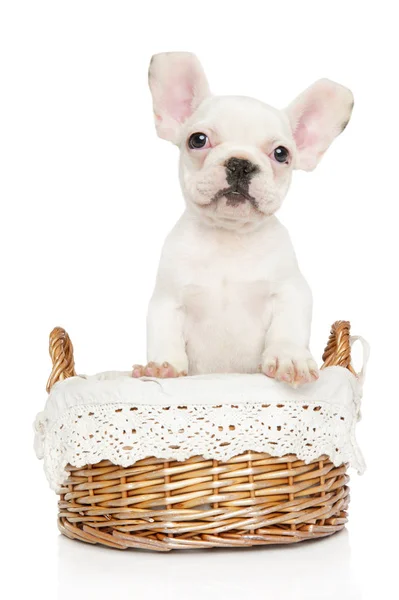 Cachorro Blanco Raro Bulldog Francés Sienta Cesta Mimbre Tema Bebé — Foto de Stock
