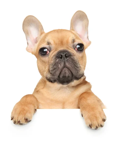 French Bulldog Dog Puppy Banner Isolated White Background — 스톡 사진