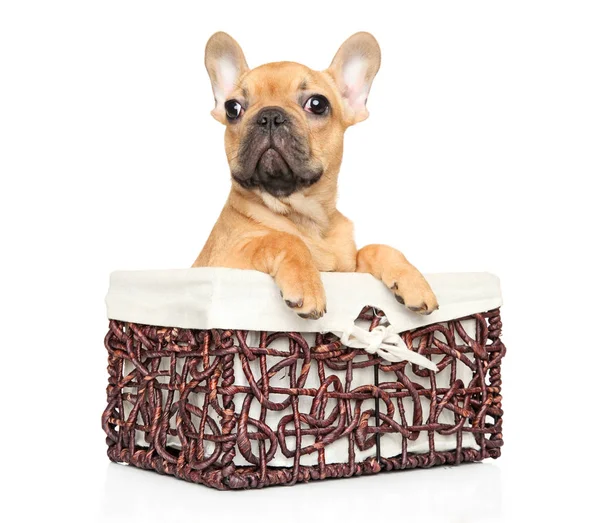 French Bulldog Puppy Sits Wicker Basket White Background Baby Animal — Stock Photo, Image