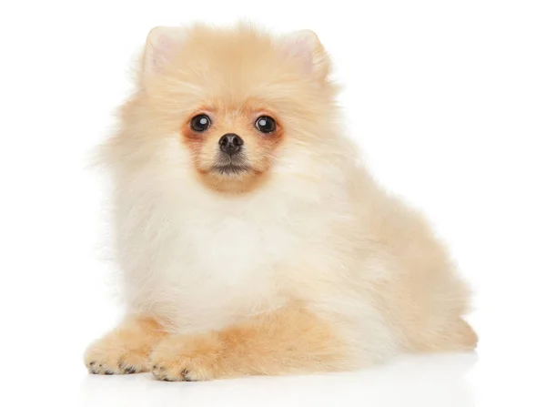 Pomeranian Spitz Cachorro Posando Delante Fondo Blanco — Foto de Stock