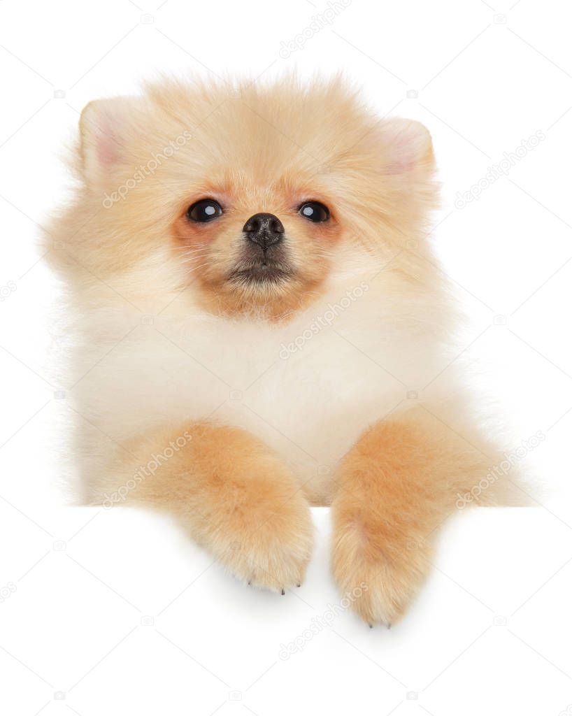 Pomeranian Spitz puppy above banner, isolated on white background