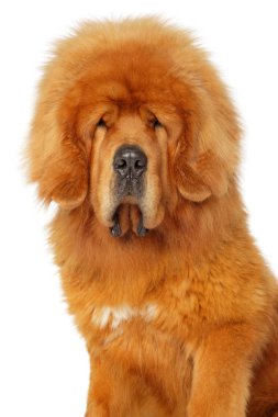 Beyaz arka plan, ön görünüm üzerinde bir Tibetli Mastiff köpek portresi. Animal Temalar