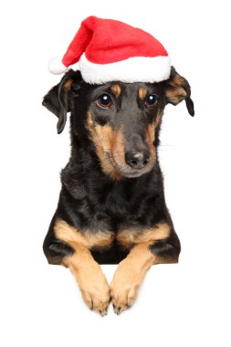 Dachshund afiş, beyaz arka plan üzerinde izole yukarıda Santa kırmızı şapkalı