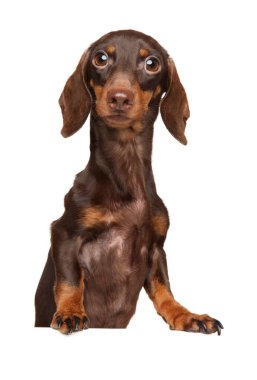 Beyaz arka plan üzerinde izole afiş yukarıda çok güzel Dachshund köpek yavrusu