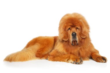 Kırmızı Tibetli Mastiff beyaz bir arka plan üzerinde dinlenme. Animal Temalar