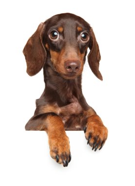 Beyaz arka plan üzerinde izole afiş üzerinde komik kahverengi Dachshund köpek yavrusu