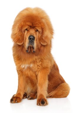 Genç Tibet Mastiff kırmızı köpek beyaz zemin üzerine oturur. Animal Temalar