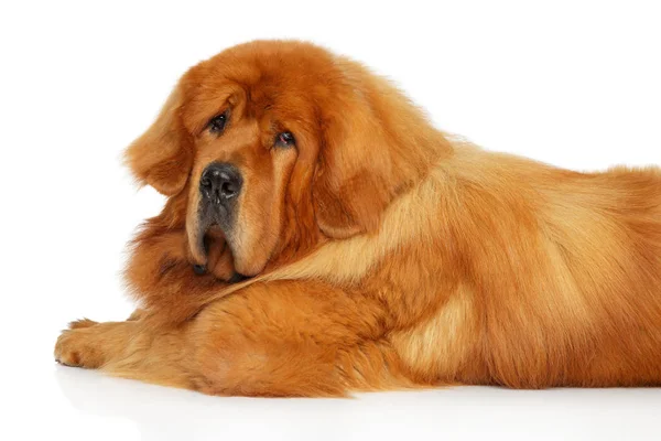 Cão Mastim Tibetano Vermelho Gracioso Deitado Sobre Fundo Branco Temas — Fotografia de Stock