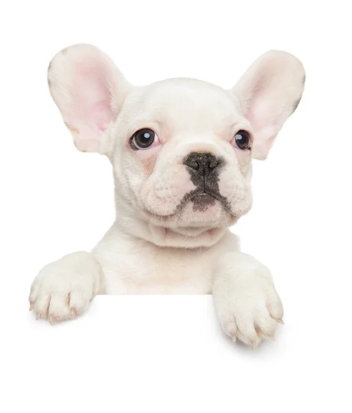 French Bulldog Puppy Banner Isolated White Background Baby Animal Theme — Stock Photo, Image