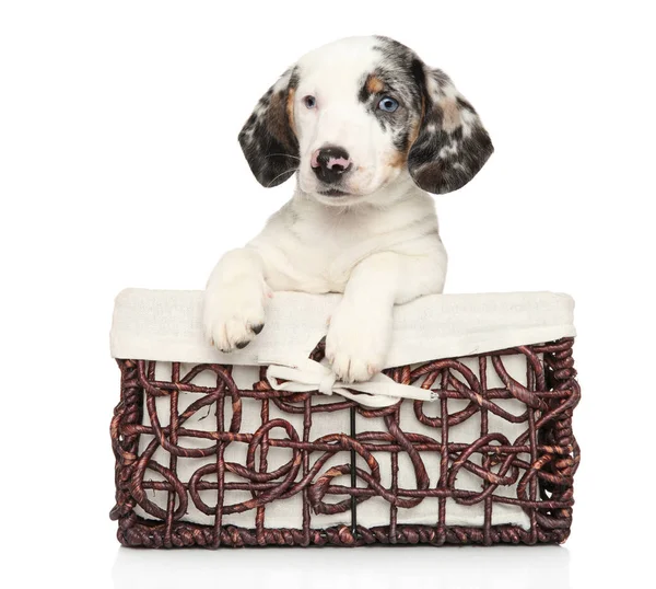 Hasır Sepet Beyaz Arka Plan Üzerinde Beyaz Dachshund Köpek Yavrusu — Stok fotoğraf