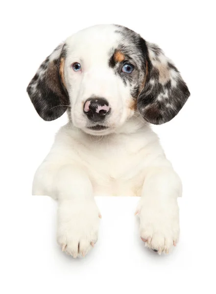 Cachorro Blanco Dachshund Por Encima Bandera Aislado Sobre Fondo Blanco — Foto de Stock