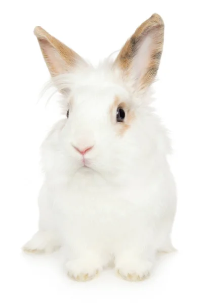 Portrait Jeune Lapin Sur Fond Blanc Thème Bébé Animal — Photo