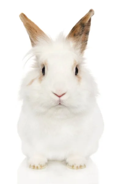 Retrato Jovem Coelho Sobre Fundo Branco Tema Animal Bebê Vista — Fotografia de Stock