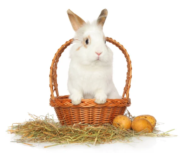 Süße Und Flauschige Weiße Hasen Korb Der Nähe Von Trockenem — Stockfoto