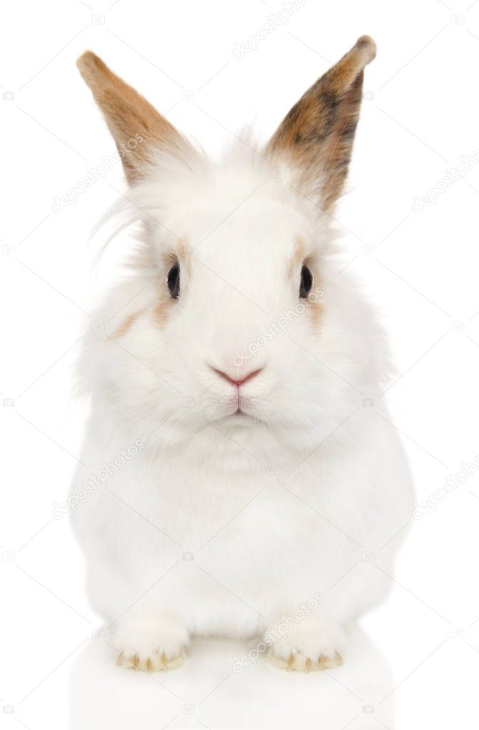 Background: baby animal white | Portrait Young Rabbit White Background