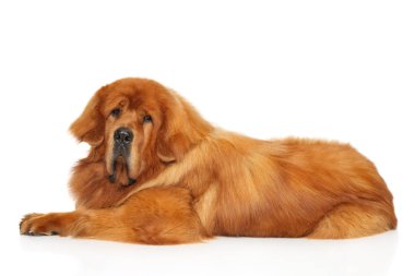 Beyaz arka plan önünde yalan kırmızı Tibetli Mastiff köpek.