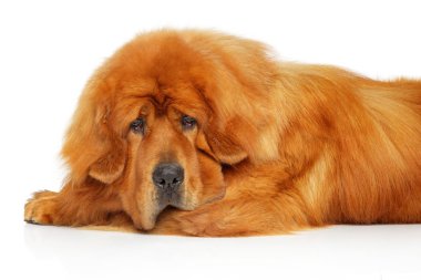 Beyaz arka plan üzerinde yalan Tibetli Mastiff köpek. Animal Temalar