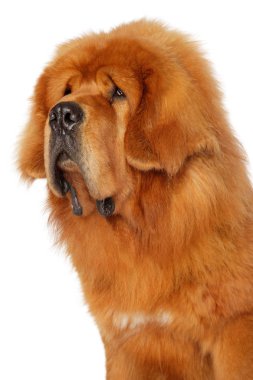 Beyaz zemin üzerine kırmızı Tibetli Mastiff Close-up. Animal Temalar