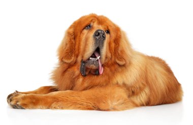 Sevimli kırmızı Tibetli Mastiff beyaz arka plan önünde dinlenme. Animal Temalar