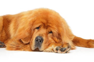 Büyüleyici Tibetli Mastiff beyaz arka plan üzerinde dinlenme