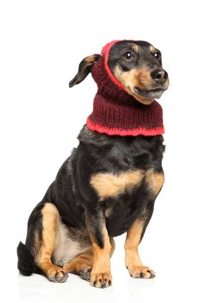 Lettland Hunderasse Hund Winterkleidung Auf Weißem Hintergrund Tierthemen — Stockfoto