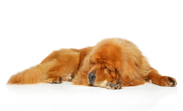 Beyaz Bir Arka Plan Üzerinde Yalan Dinlenme Tibetli Mastiff Köpek — Stok fotoğraf