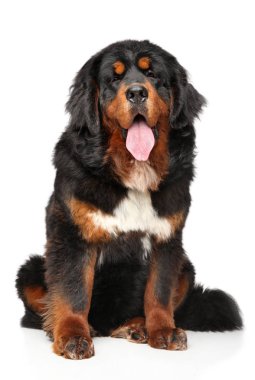 Tibetli Mastiff köpek beyaz arka plan önünde oturur. Animal Temalar
